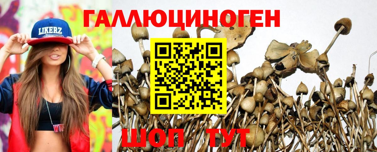 Гатчина  цена   Вход с VPN  Галлюциногенные грибы прущие грибы 